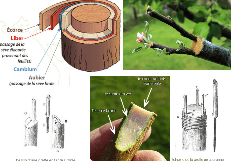 Main proche d'une greffe sur branche